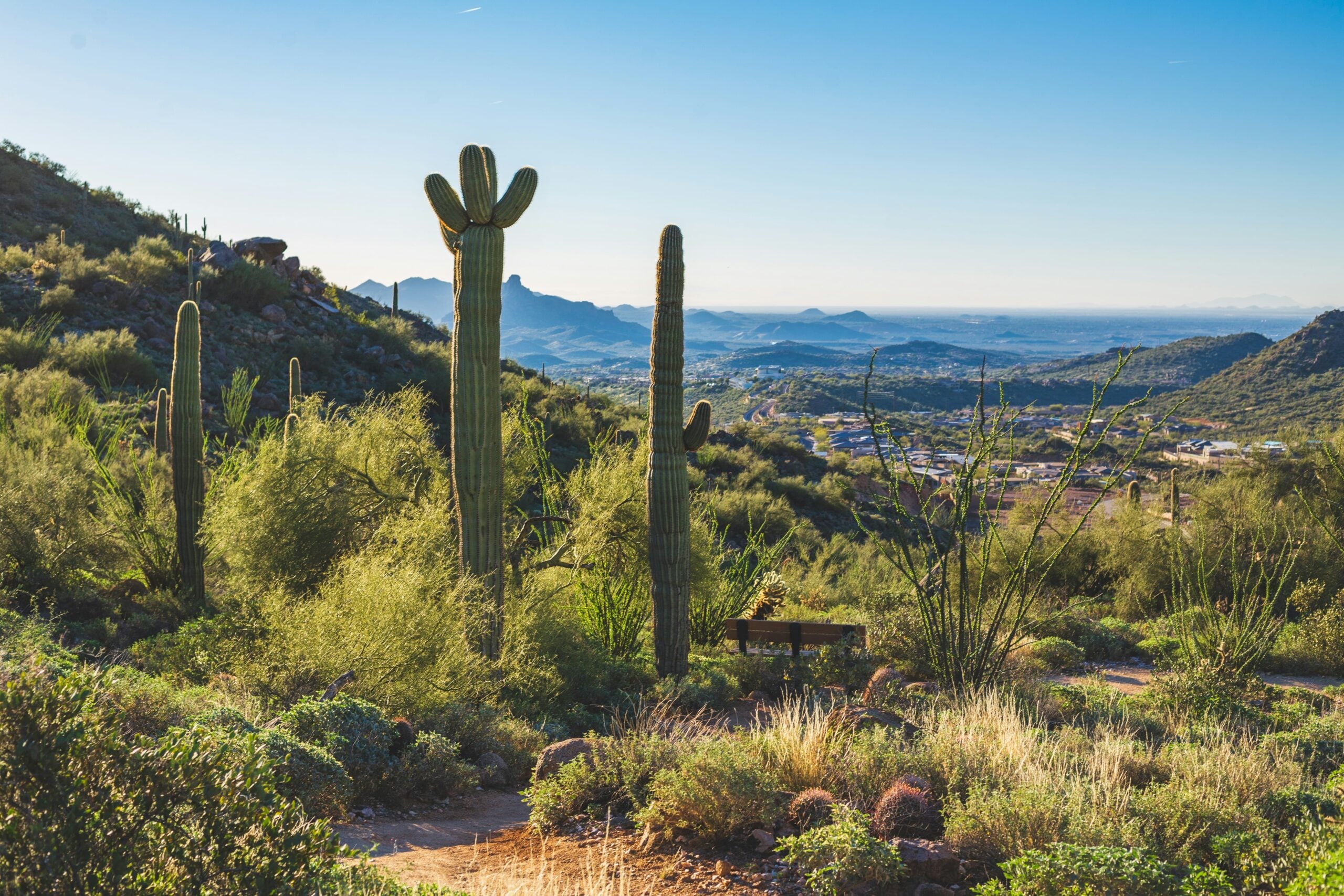 Scottsdale Desert